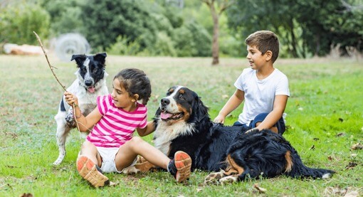 my pet clinic about